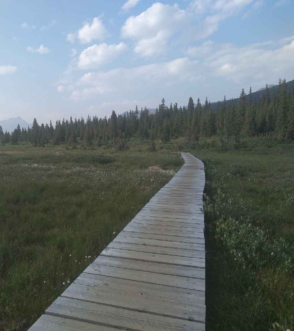 A boardwalk across a green sub alpine meadow in the mountains alludes to a path to mental health healing