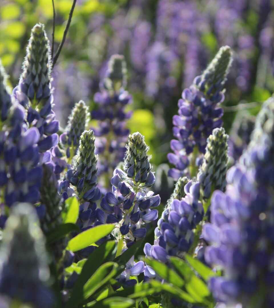 Purple lupins allude to a therapeutic calm, peace and often symbolize happiness, personal growth, and positivity