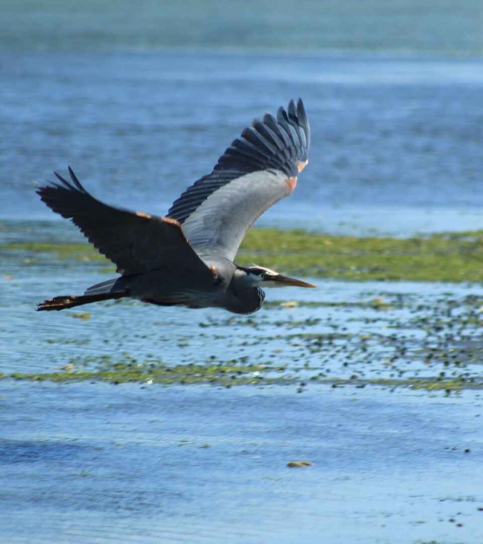A blue heron glides across a low tide beach relating to therapy they are symbolic of emotions, intuition, embracing change, and thriving in new situations