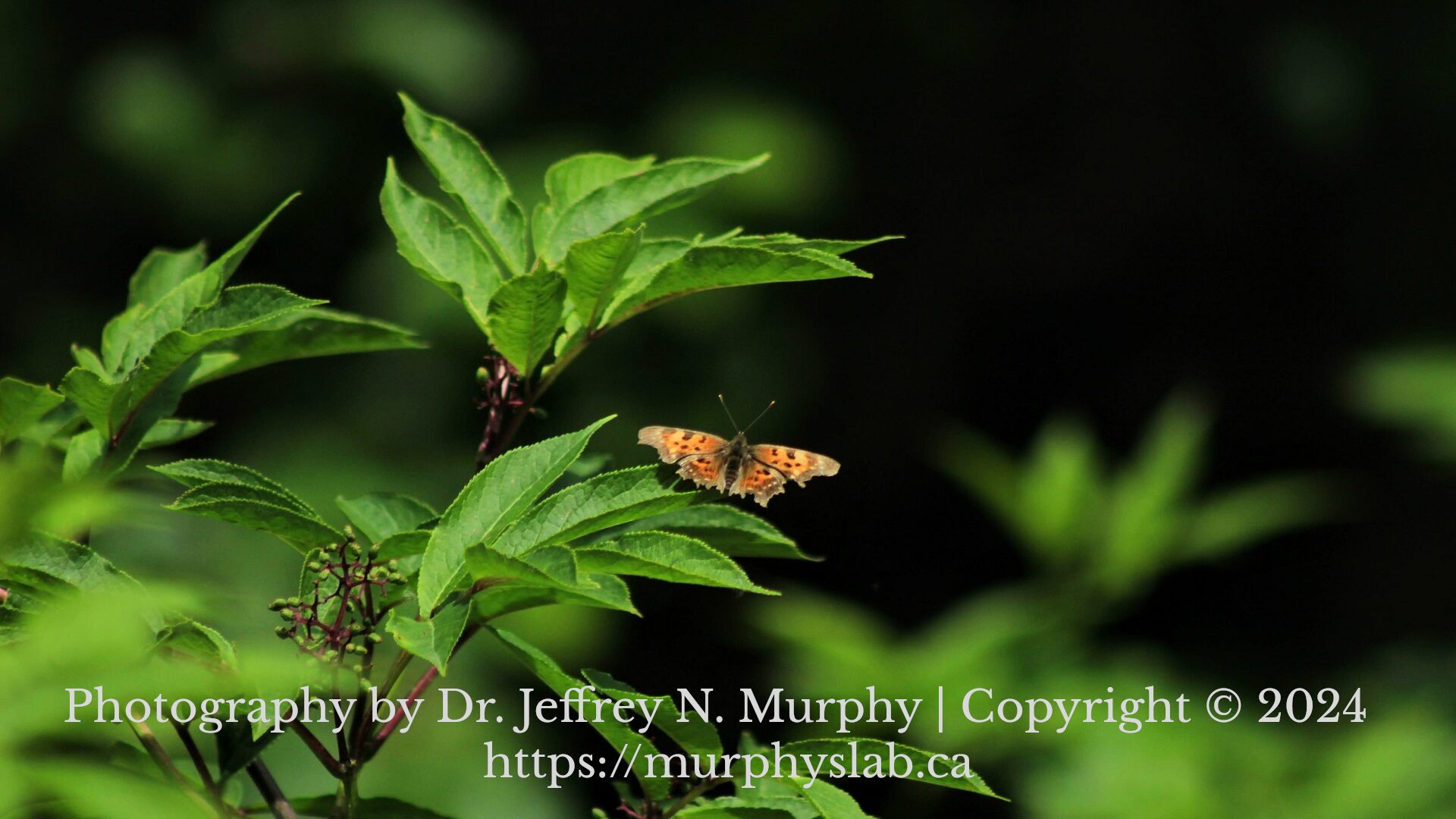 A satyr comma butterfly hovers above green leaves with text crediting the photography to Dr. Jeffrey N. Murphy and his website https://murphyslab.ca
